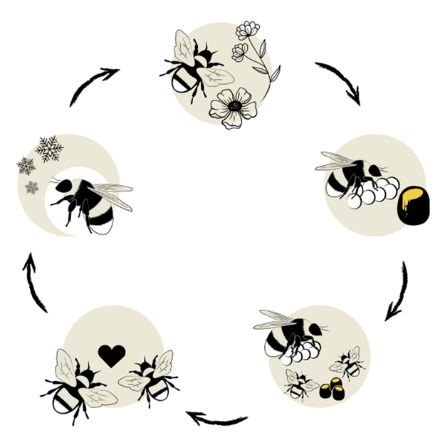 Lebenszyklus der Hummeln