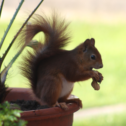 Eichhörnchen mit Erdnuss