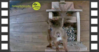 Video NSC Eichhörnchen Futterhaus in Benutzung
