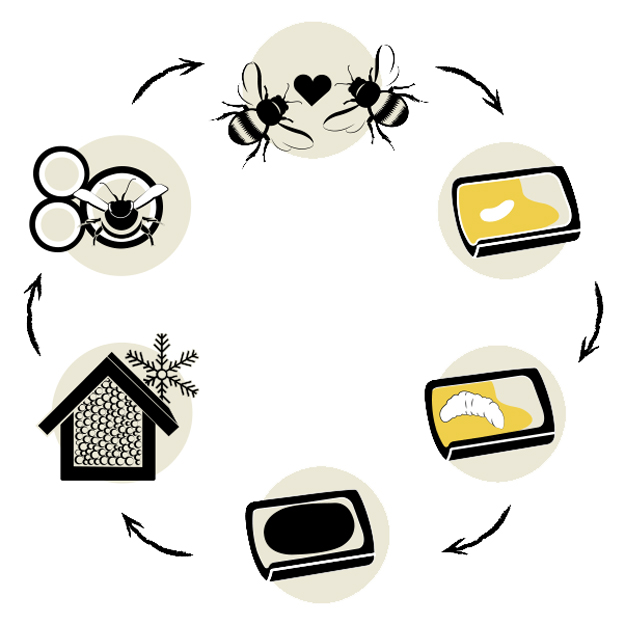 Lebenszyklus der Mauerbiene
