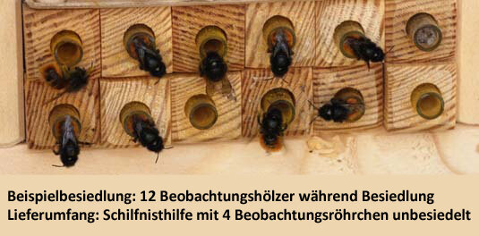 6 Bündel Nisthilfen Schilf 10 cm Reet Bruthülsen Wildbiene Bienen Insektenhotel 