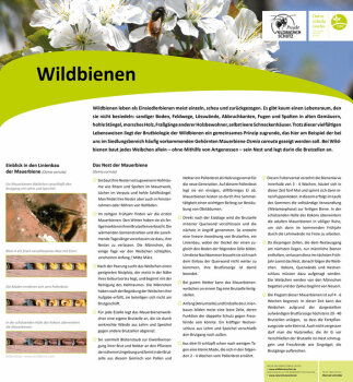 Informationstafel über Wildbienen