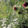 Rieger-Hofmann Schmetterlings- &amp; Wildbienensaum mehrj&auml;hrig 10 m&sup2;