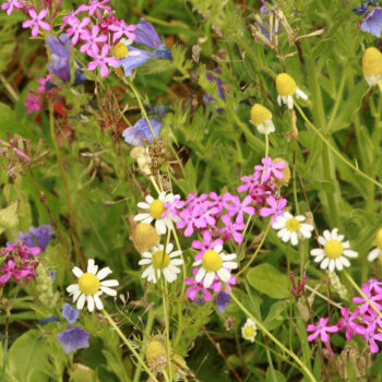 Syringa Wildblumen für Wildbienen einjährig 10...