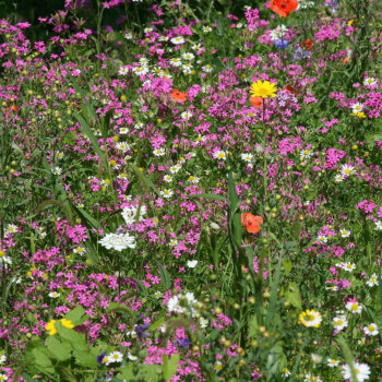 Syringa Wildblumen f&uuml;r Wildbienen mehrj&auml;hrig 10 m&sup2;