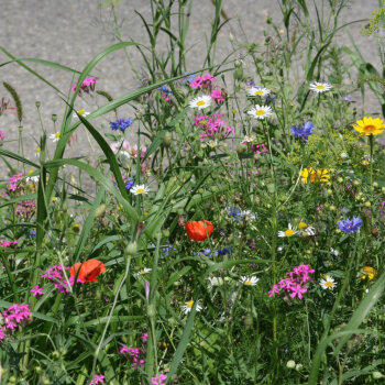 Syringa Wildblumen f&uuml;r Wildbienen mehrj&auml;hrig Gro&szlig;gebinde 100 m&sup2;