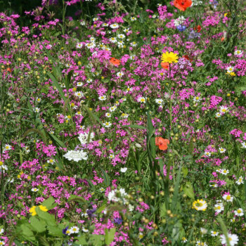 Syringa Wildblumen für Wildbienen mehrjährig Großgebinde 100 m²