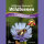 Syringa Wildblumen f&uuml;r Wildbienen mehrj&auml;hrig Gro&szlig;gebinde 100 m&sup2;
